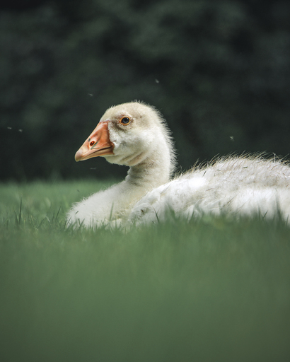 Steffenlw94_fotografie | Wildlife | Tierfotograf auf alleFotografen