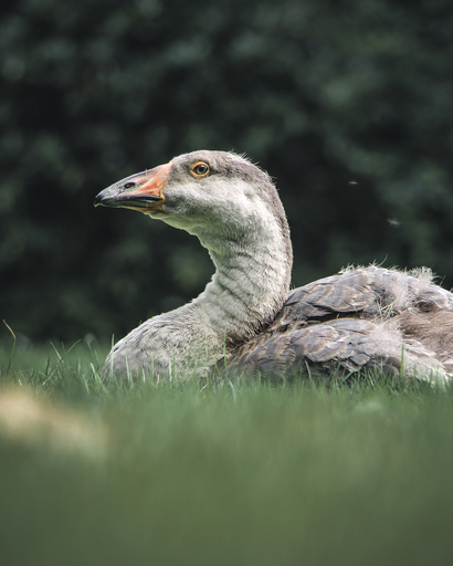 Steffenlw94_fotografie | Wildlife | Tierfotograf auf alleFotografen