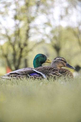 Steffenlw94_fotografie | Wildlife | Tierfotograf auf alleFotografen