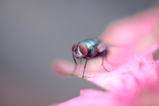 Steffenlw94_fotografie | Insekten | Landschaftsfotograf auf alleFotografen