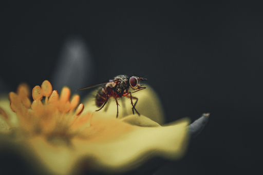 Steffenlw94_fotografie | Insekten | Tierfotograf auf alleFotografen