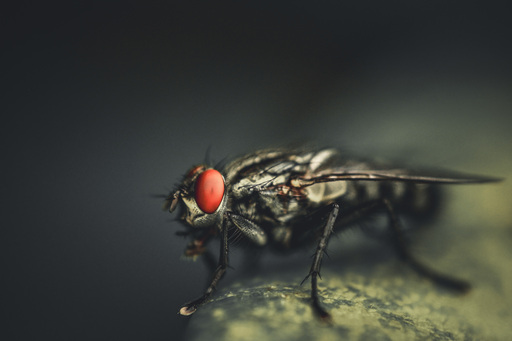 Steffenlw94_fotografie | Insekten | Landschaftsfotograf auf alleFotografen