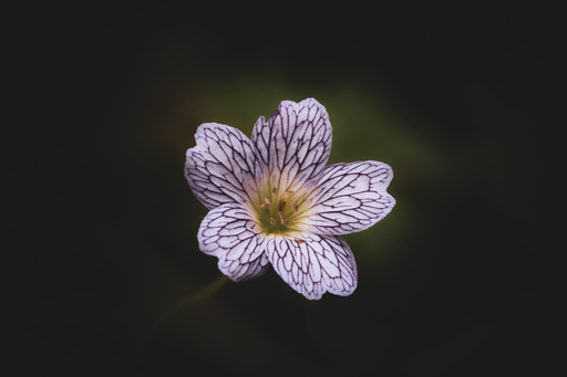 Steffenlw94_fotografie | Blume | Landschaftsfotograf auf alleFotografen