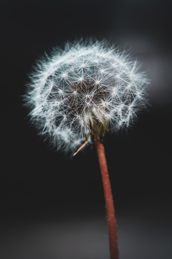 Steffenlw94_fotografie | Blume | Landschaftsfotograf auf alleFotografen