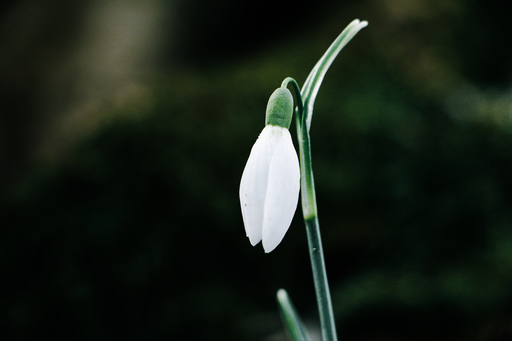 Steffenlw94_fotografie | Blume | Tierfotograf auf alleFotografen