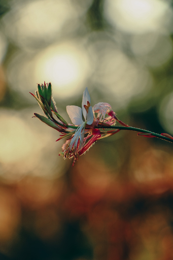 Steffenlw94_fotografie | Blume | Tierfotograf auf alleFotografen