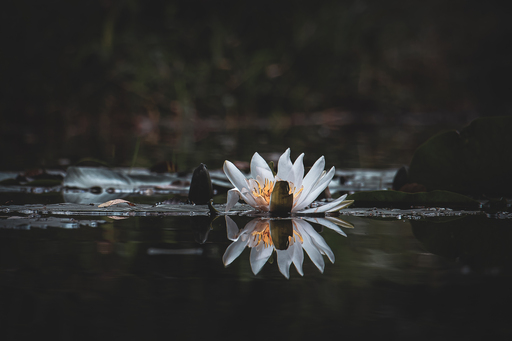 Steffenlw94_fotografie | Blume | Tierfotograf auf alleFotografen