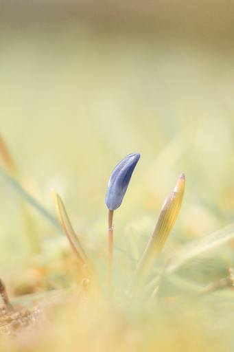 Steffenlw94_fotografie | Blume | Tierfotograf auf alleFotografen