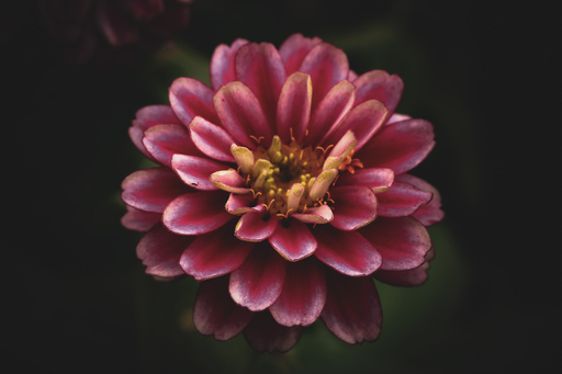 Steffenlw94_fotografie | Blume | Tierfotograf auf alleFotografen