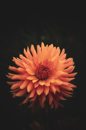 Steffenlw94_fotografie | Blume | Tierfotograf auf alleFotografen