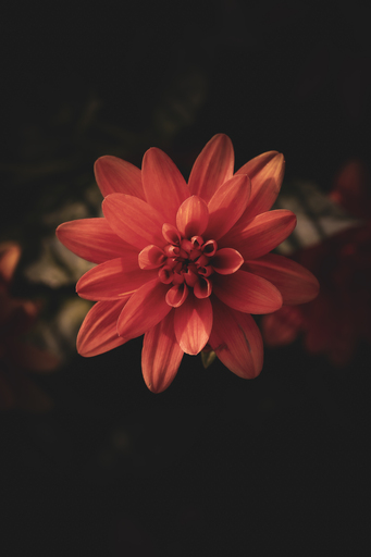 Steffenlw94_fotografie | Blume | Landschaftsfotograf auf alleFotografen