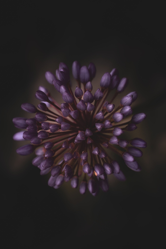 Steffenlw94_fotografie | Blume | Tierfotograf auf alleFotografen