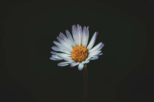 Steffenlw94_fotografie | Blume | Landschaftsfotograf auf alleFotografen