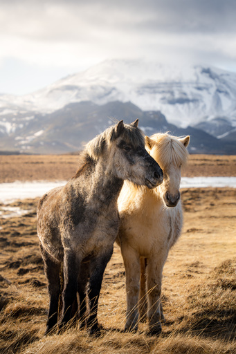 Nico Bogenreuther | Tierisch wild | Landschaftsfotograf auf alleFotografen