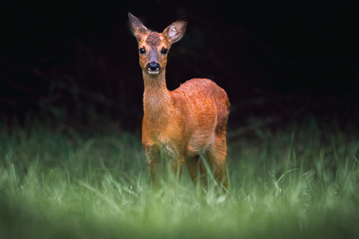 Nico Bogenreuther | Tierisch wild | Hochzeitsfotograf auf alleFotografen