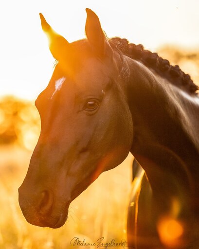 Melanie Engelhardt  | Pferde | Hundefotograf auf alleFotografen