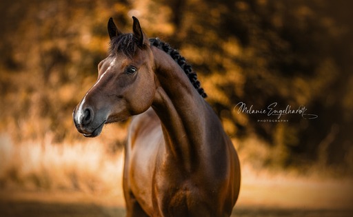 Melanie Engelhardt  | Pferde | Tierfotograf auf alleFotografen
