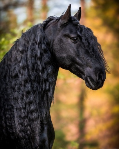 Melanie Engelhardt  | Pferde | Kita- und Schulfotograf auf alleFotografen