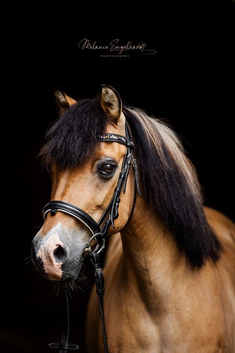 Melanie Engelhardt  | Pferde | Pferdefotograf auf alleFotografen