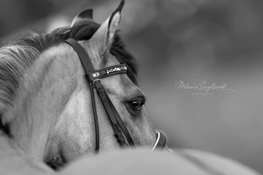 Melanie Engelhardt  | Pferde | Portraitfotograf auf alleFotografen