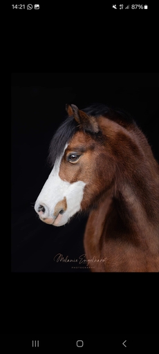 Melanie Engelhardt  | Pferde | Familienfotograf auf alleFotografen