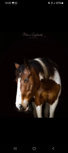 Melanie Engelhardt  | Pferde | Paarfotograf auf alleFotografen