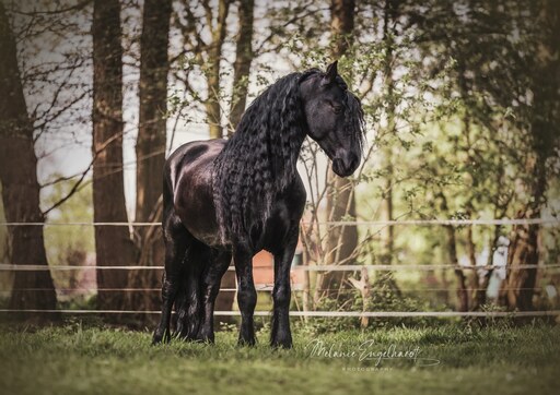 Melanie Engelhardt  | Pferde | Portraitfotograf auf alleFotografen