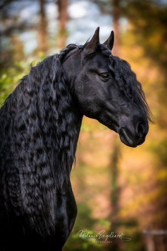 Melanie Engelhardt  | Pferde | Babyfotograf auf alleFotografen