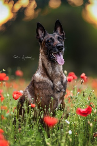 Melanie Engelhardt  | Hunde | Babyfotograf auf alleFotografen