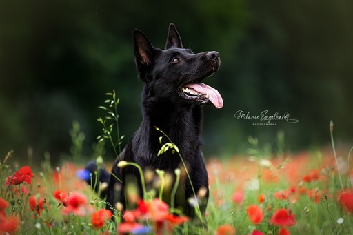 Melanie Engelhardt  | Hunde | Hundefotograf auf alleFotografen