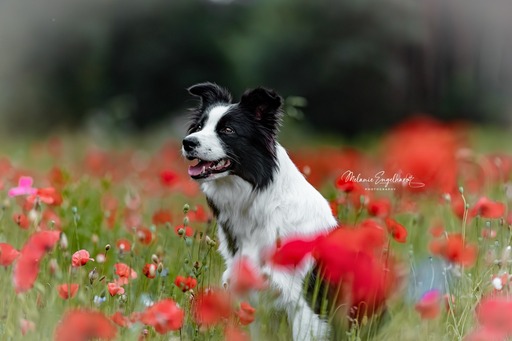 Melanie Engelhardt  | Hunde | Familienfotograf auf alleFotografen