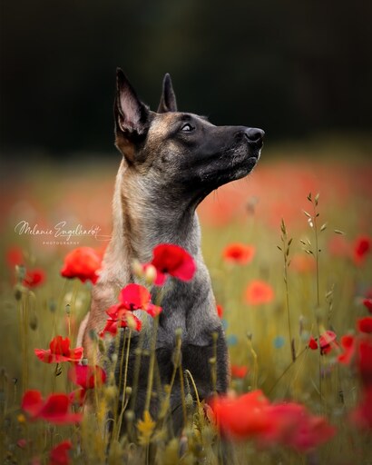 Melanie Engelhardt  | Hunde | Kita- und Schulfotograf auf alleFotografen