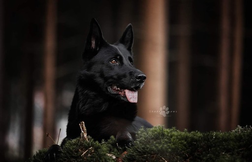 Melanie Engelhardt  | Hunde | Kinderfotograf auf alleFotografen