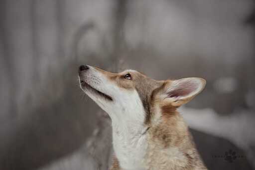 Melanie Engelhardt  | Hunde | Sportfotograf auf alleFotografen