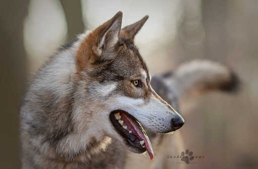 Melanie Engelhardt  | Hunde | Tierfotograf auf alleFotografen