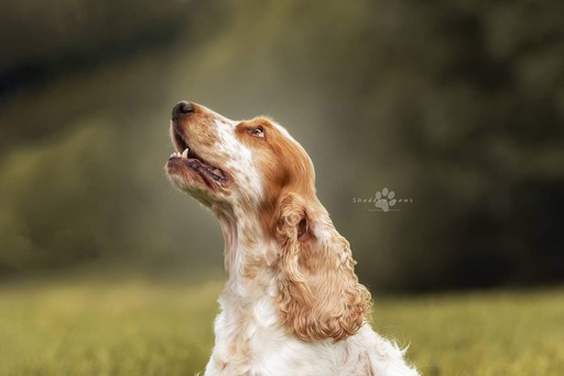 Melanie Engelhardt  | Hunde | Familienfotograf auf alleFotografen