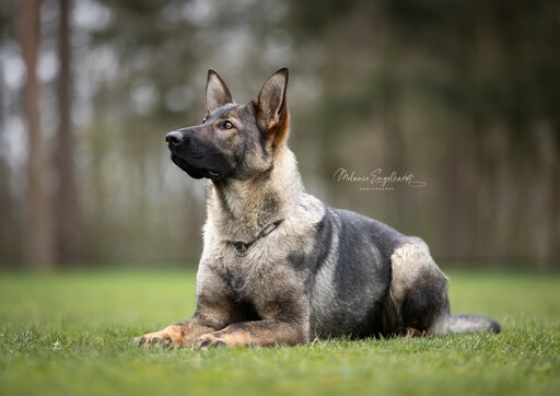 Melanie Engelhardt  | Hunde | Babyfotograf auf alleFotografen