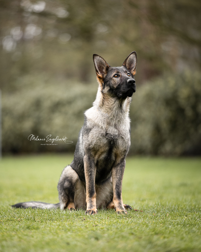 Melanie Engelhardt  | Hunde | Pferdefotograf auf alleFotografen