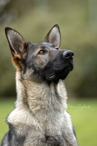 Melanie Engelhardt  | Hunde | Hundefotograf auf alleFotografen