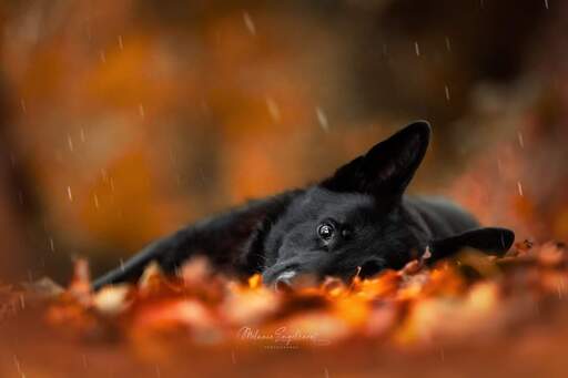 Melanie Engelhardt  | Hunde | Portraitfotograf auf alleFotografen