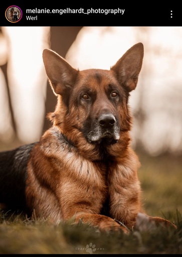 Melanie Engelhardt  | Hunde | Sportfotograf auf alleFotografen