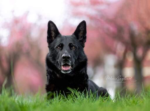 Melanie Engelhardt  | Hunde | Paarfotograf auf alleFotografen