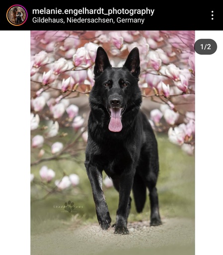 Melanie Engelhardt  | Hunde | Paarfotograf auf alleFotografen