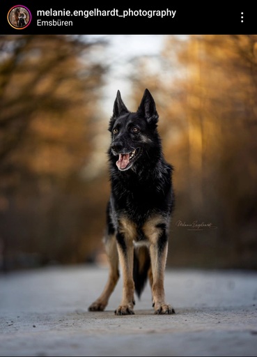 Melanie Engelhardt  | Hunde | Portraitfotograf auf alleFotografen