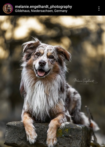 Melanie Engelhardt  | Hunde | Babyfotograf auf alleFotografen