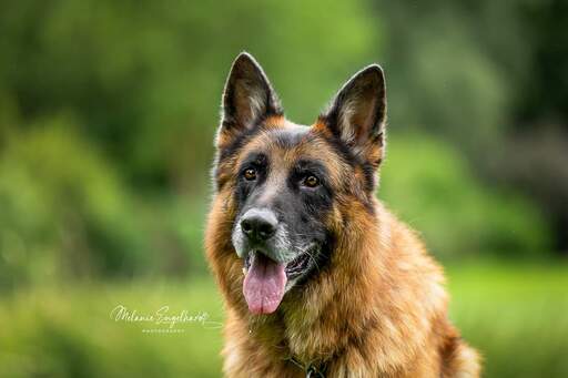 Melanie Engelhardt  | Hunde | Kita- und Schulfotograf auf alleFotografen