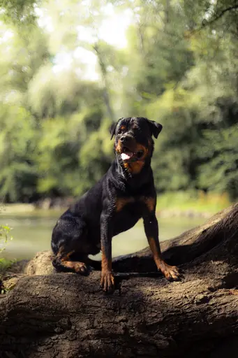 NixPix  | Tiere | Portraitfotograf auf alleFotografen