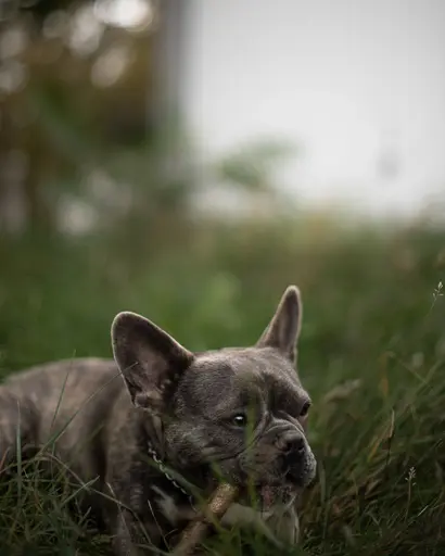 NixPix  | Tiere | Paarfotograf auf alleFotografen