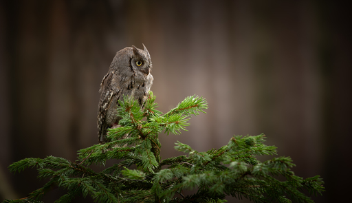 Natalia Nirschl -photography- | Tier | Tierfotograf auf alleFotografen
