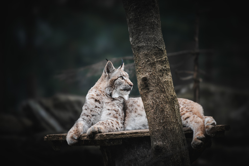 Natalia Nirschl -photography- | Tier | Beautyfotograf auf alleFotografen